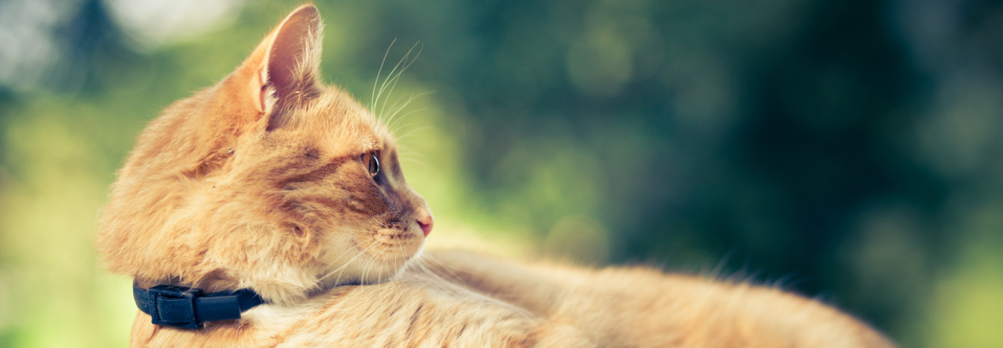 Banner 1